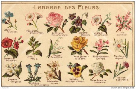 jolie fleurs qui parlent